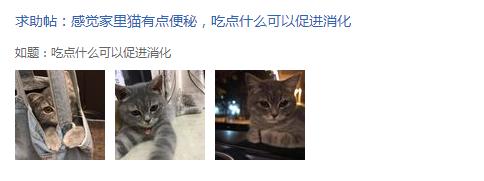 猫咪到底能不能吃洋葱,猫能不能吃洋葱