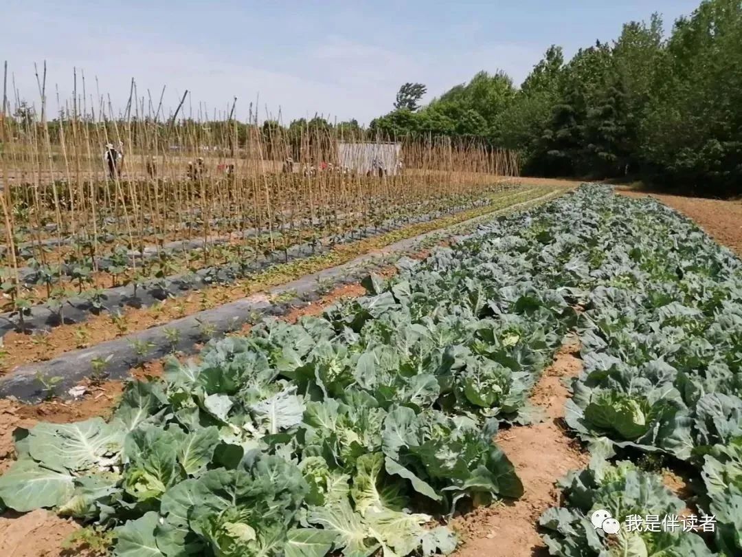 中原区公立幼儿园,郑州市中原区私立幼儿园怎么报名