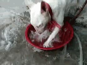 颜王像牛头梗,极限挑战颜王撞脸牛头梗哪一集