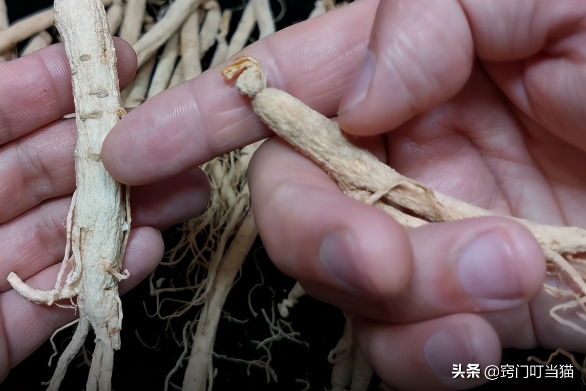 如何辨别人参用硫黄泡过,如何辨别硫磺熏过的药材