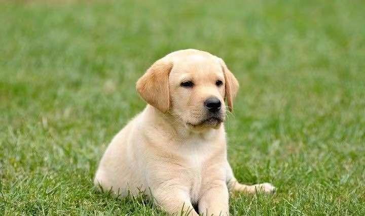 拉布拉多幼犬喂狗粮要喝水,拉布拉多幼犬喂什么狗粮好