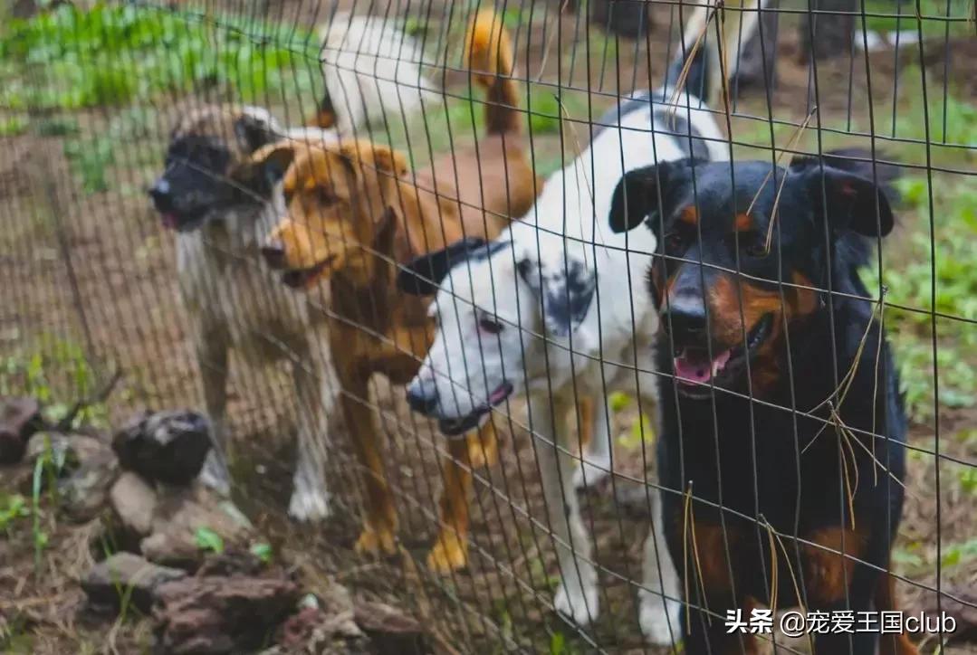 繁殖犬舍需要什么证件,犬舍犬种怎么选