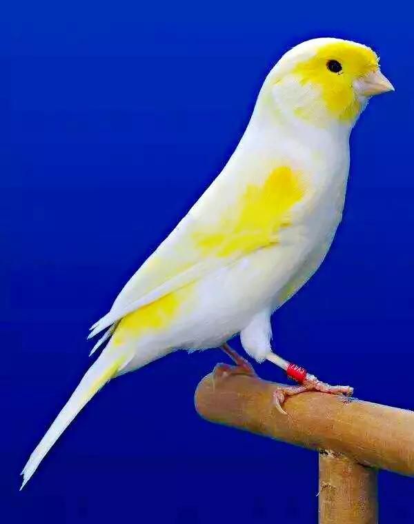 金丝雀鸟品种大全,金丝雀鸟图片及鸣叫