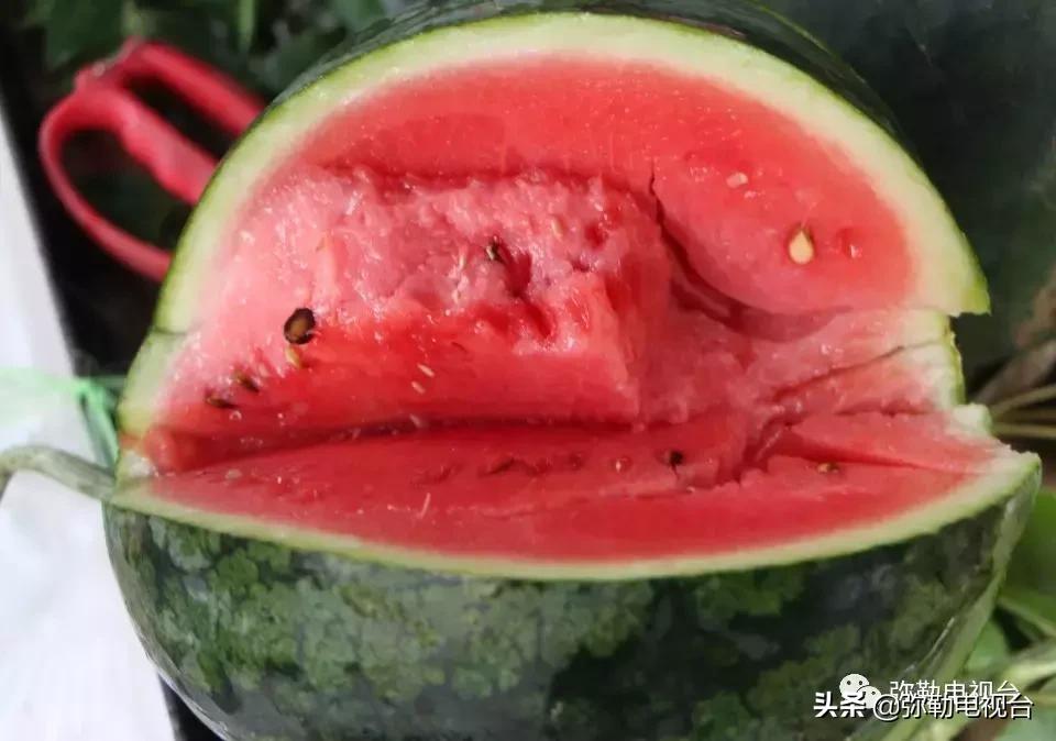 弥勒千亩西瓜熟了！黄心瓜、红心瓜、小香瓜…你喜欢哪种？