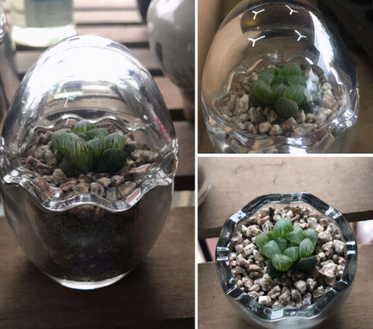 超全多肉术语42种多肉入门术语图文详解让你一文搞懂多肉术语