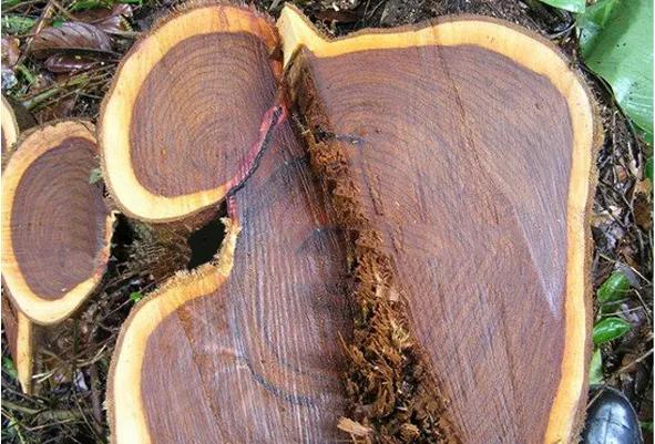 红木十大知名品牌有哪些呢,教你识别红木家具