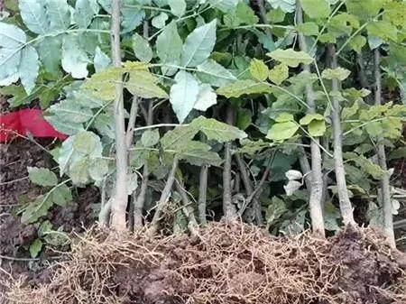 爱心助农米面粮油推销宣传,爱心助农蔬菜批发