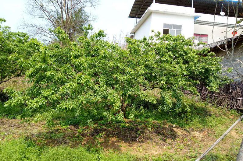 三华李挂果期管理技术,三华李栽培技术视频