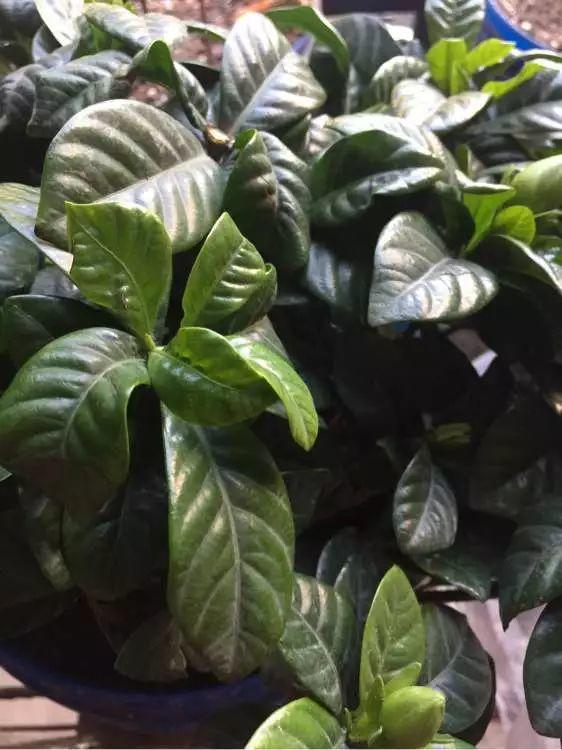 盆栽栀子花要怎么养才开花,新手养栀子花怎么才能快速开花