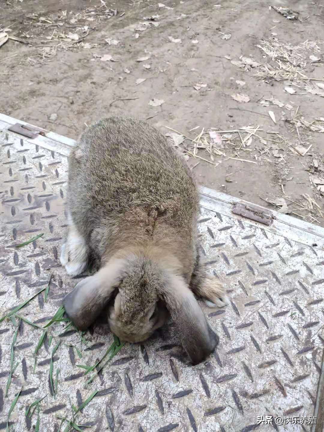 养兔应重点推广八项技术,养兔高手教你养兔七个技巧