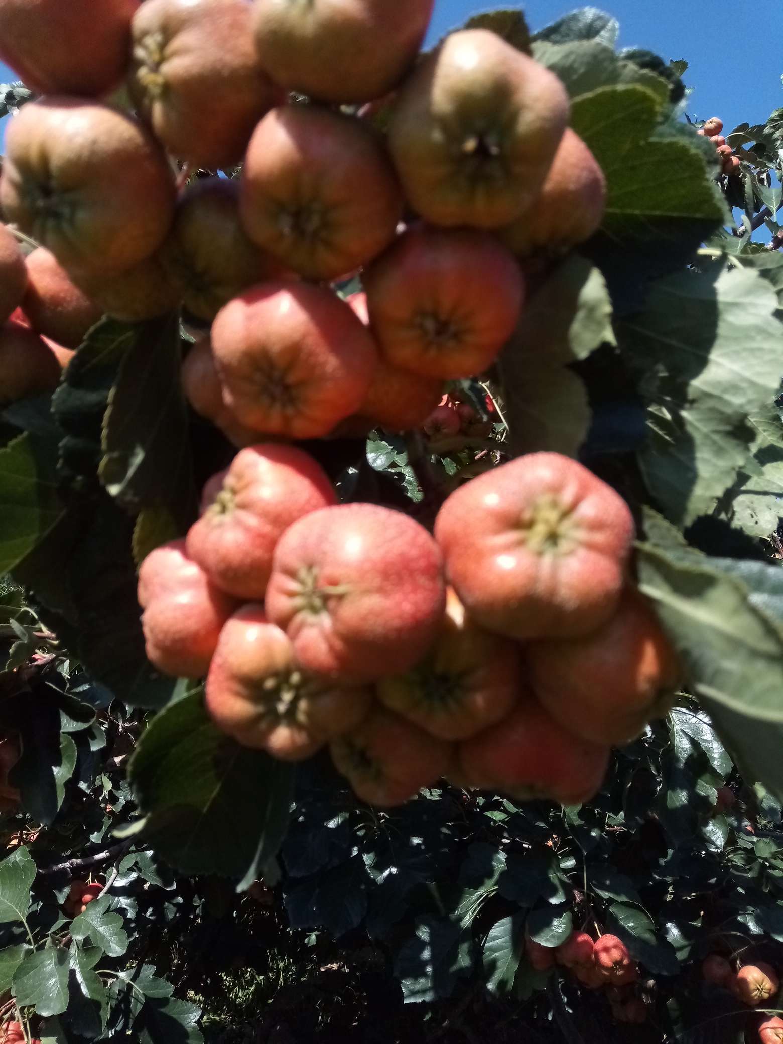 山楂树有什么病虫害如何防治,山楂树已经有锈病怎么治