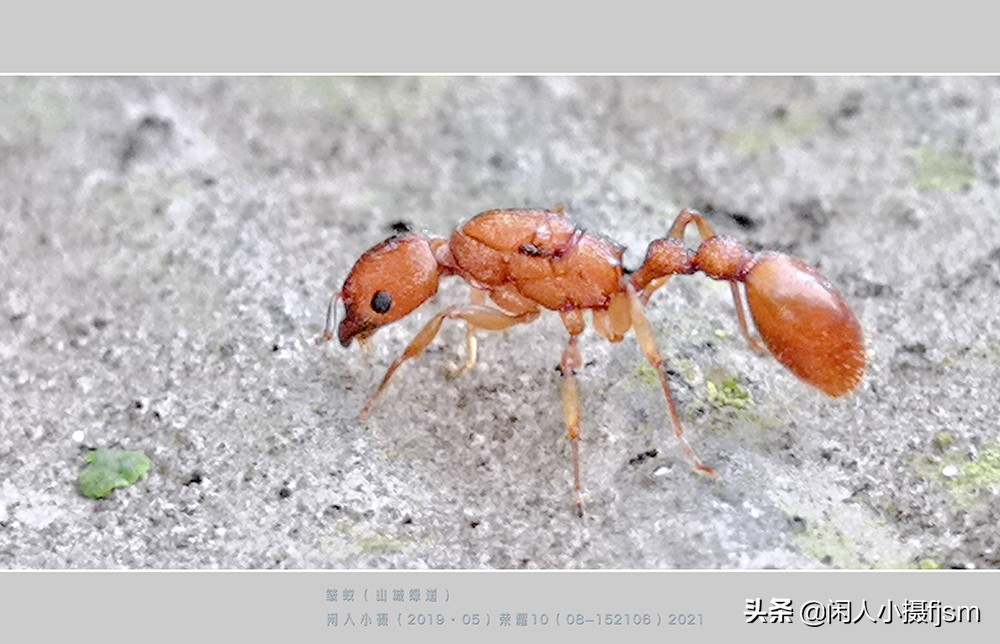手机昆虫摄影：蚂蚁随处见，手机人人有，有想过用手机拍蚂蚁吗？