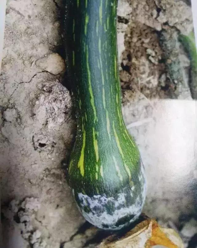 青霉灰霉杀菌剂,青霉绿霉跟灰霉有什么区别