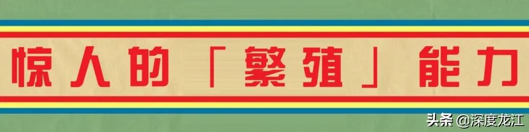 四川人的发明创造,四川人发明致富的食物