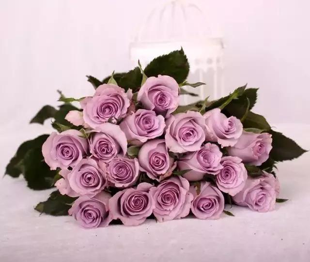 每天学习一点点花卉,100种常见玫瑰品种