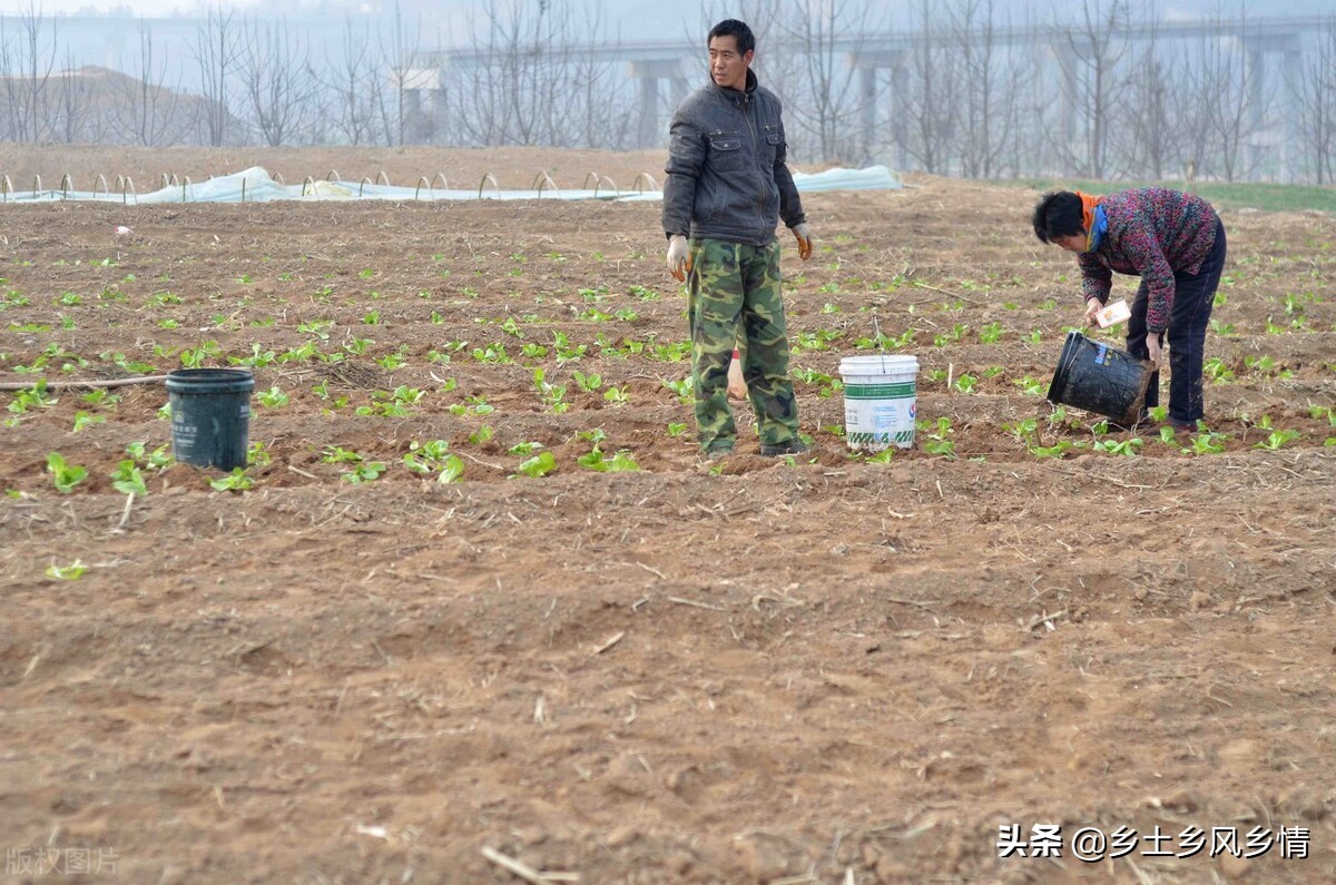种蔬菜有虫子打什么药好,蔬菜不用农药治虫害小妙招