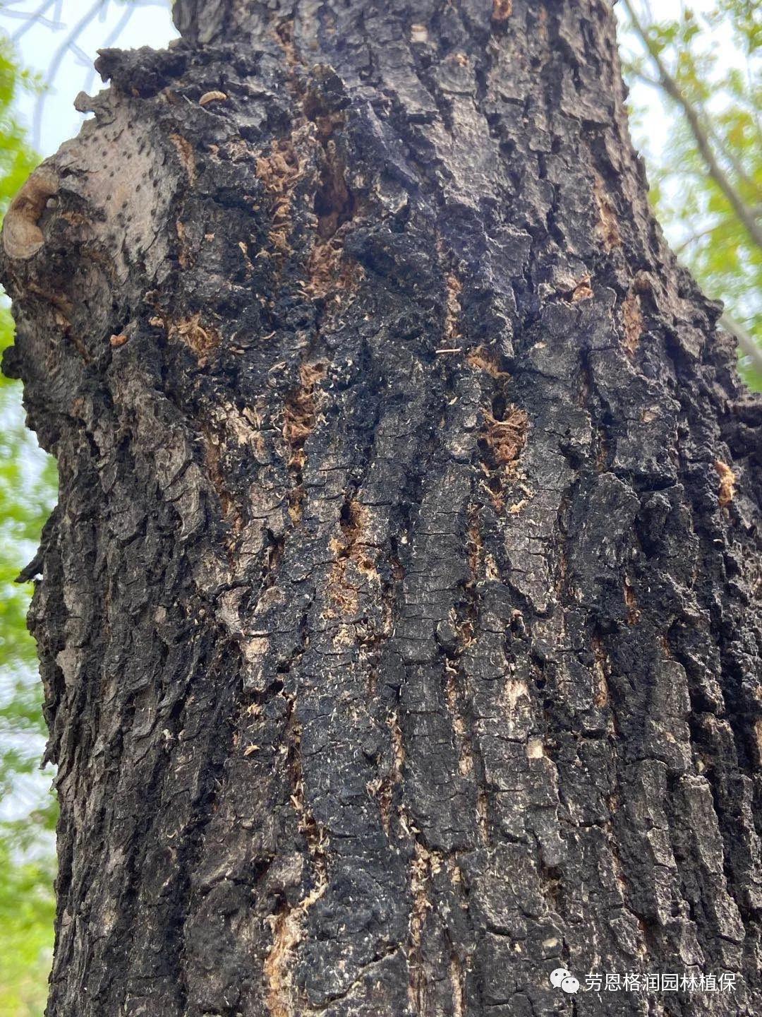 钻蛀性害虫防治最佳时期,园林常见鳞翅目害虫防治技术图片