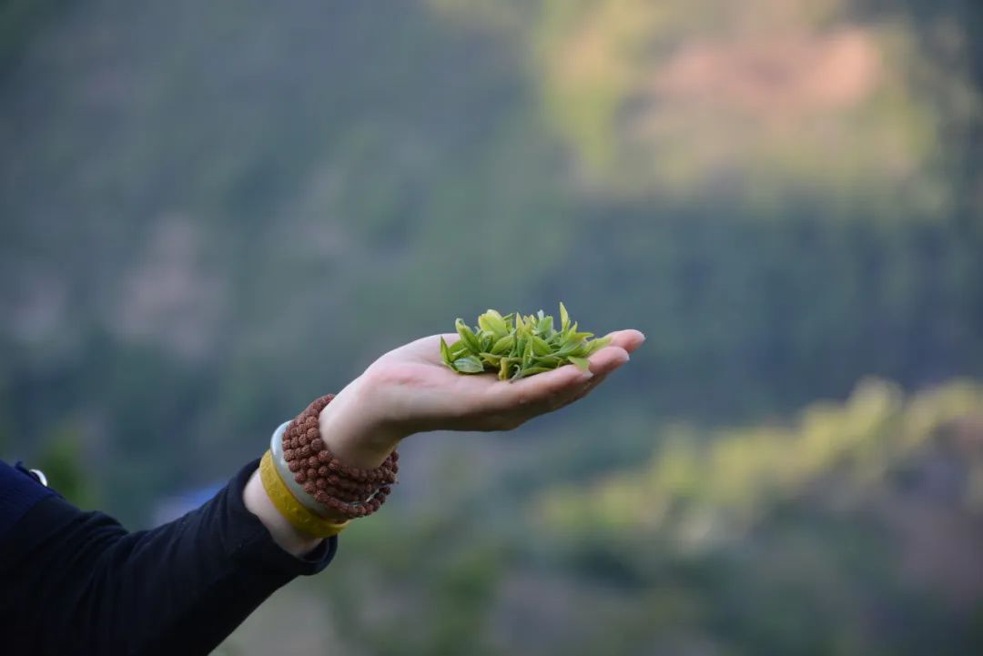 妃玲茶艺培训班怎么报名,王琼茶艺培训班报名