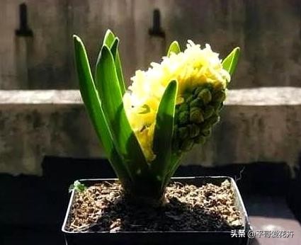 养花日常推荐植物盆栽,盆栽植物室内大号