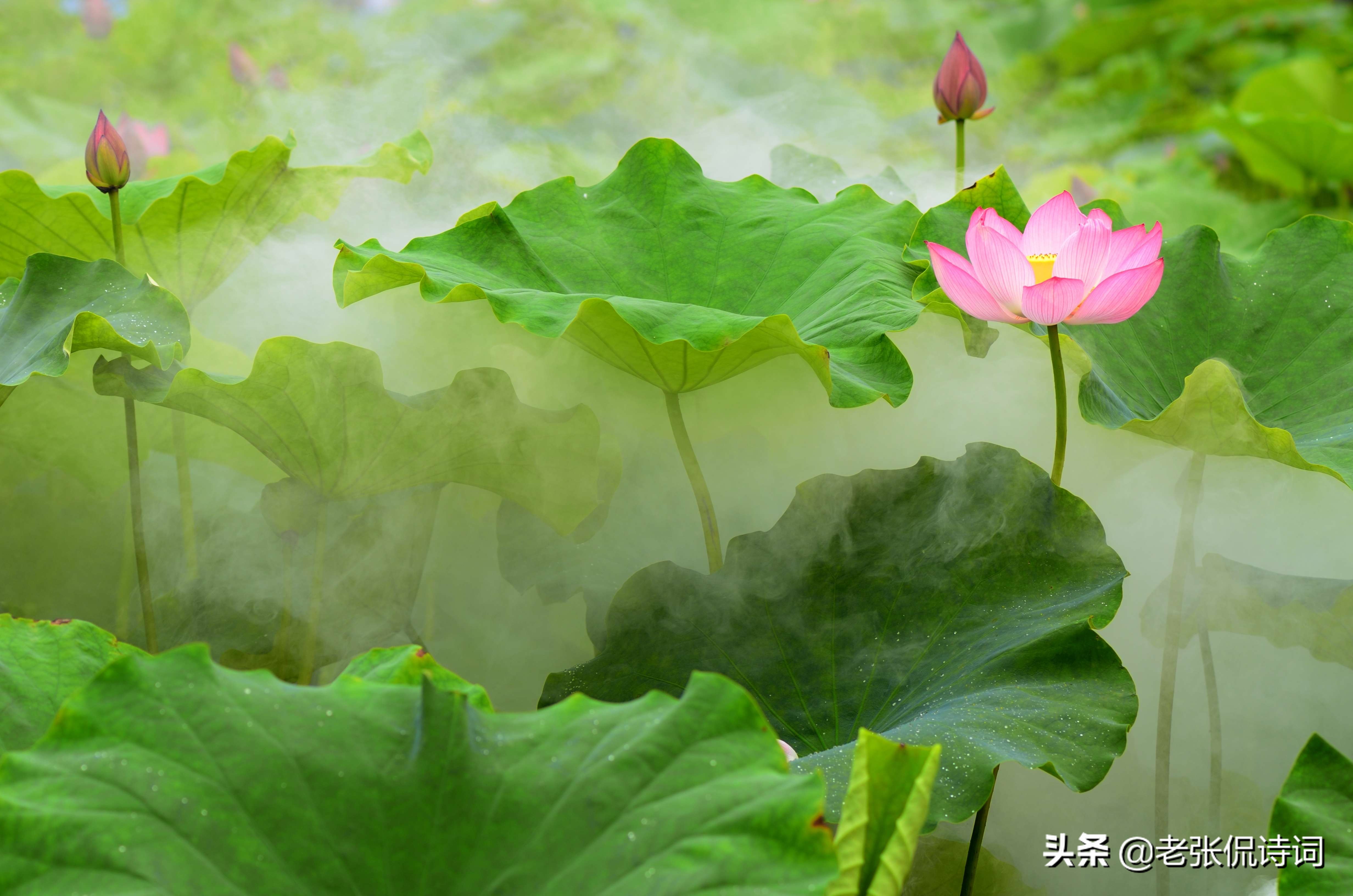 夕阳西下，一阵风吹过荷塘，唐代诗人突发灵感写下一首精彩唐诗