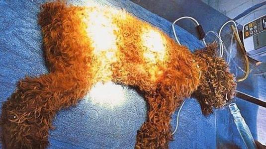 泰迪犬换狗粮能引起拉稀吗,泰迪犬拉稀怎么治疗