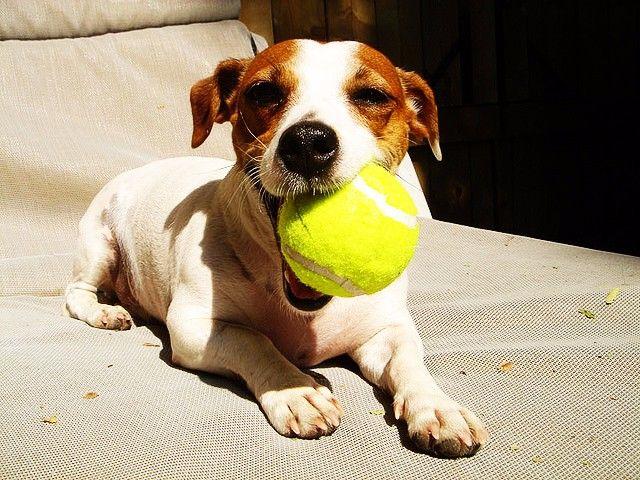 狗狗为什么不喜欢主人亲它嘴,狗狗能看懂主人的亲昵行为吗