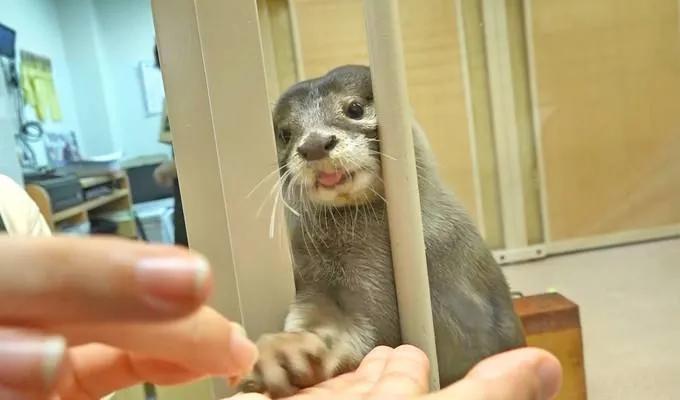 动物竟然把人当宠物一样囚禁和喂养,一部黑暗讽刺漫画