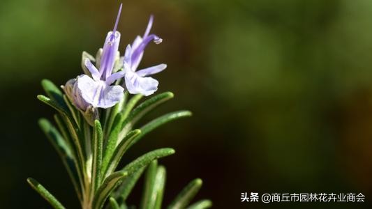 香草植物哪个最好闻,香草味道大的植物