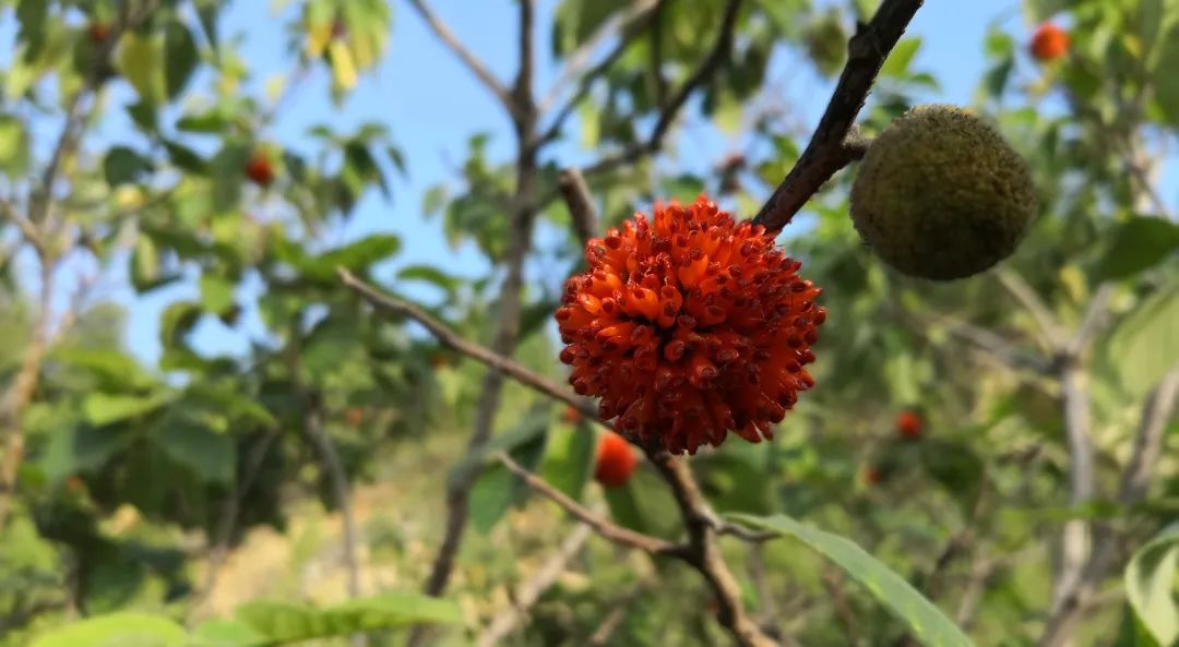 郎酒哪种酒值得收藏,贵州十大酱香名酒郎酒