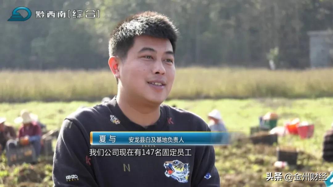 「财富故事」安龙:5000亩白及喜获丰收亩产达6000斤