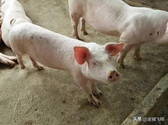 猪皮炎肾病怎么治疗最有效,猪肾炎湿疹的最佳治疗方法