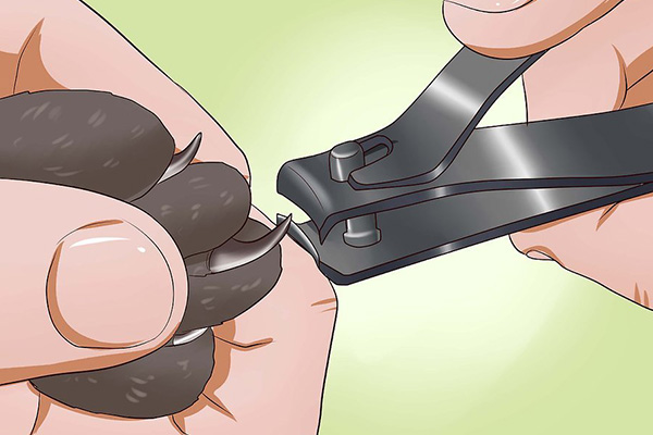 怎么改变猫咪挠人的习惯,怎么让猫咪改掉抓你的坏习惯