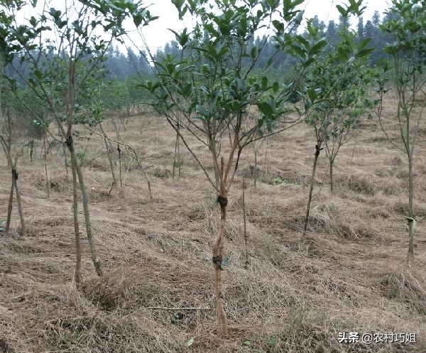 油茶整枝技术视频,油茶苗种植前三年的整枝修剪方法