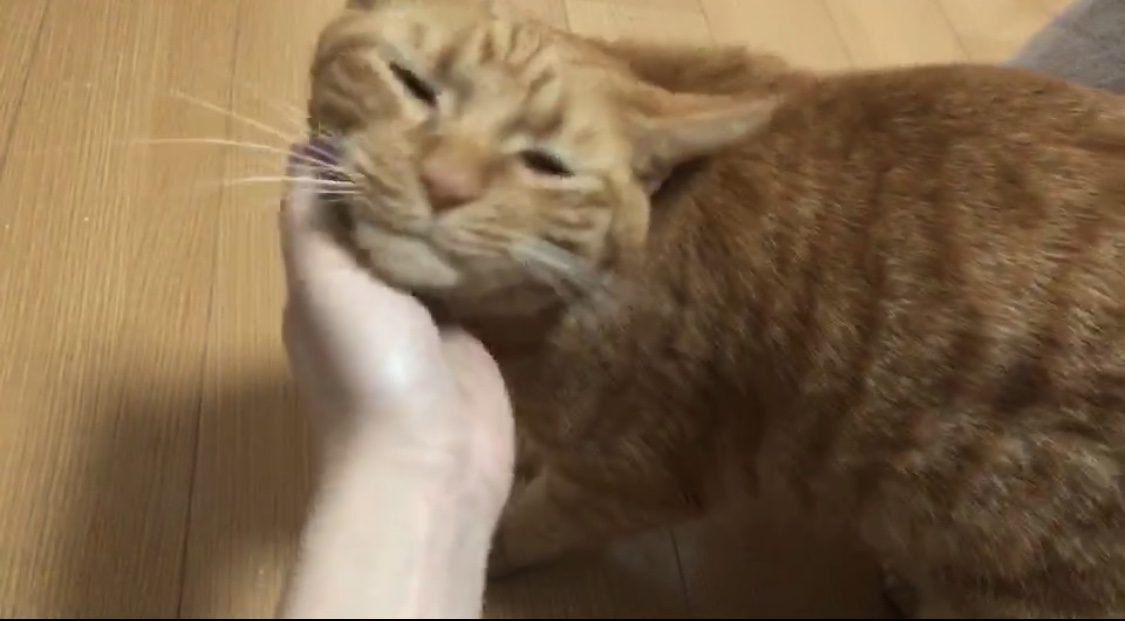 猫咪可以缓解焦虑抑郁吗,猫也会焦虑型依恋吗