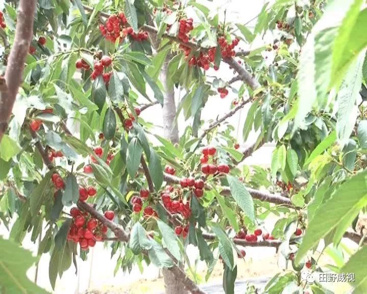 大樱桃防治果蝇用什么药害,大樱桃树夏天果蝇怎样防治