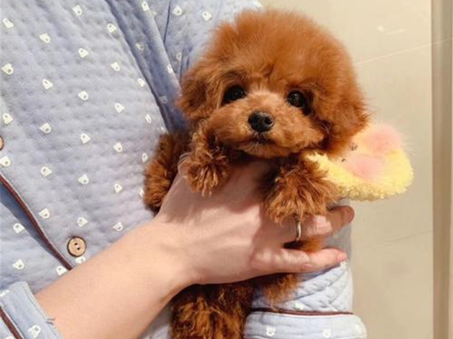 茶杯犬辟谣出售,茶杯犬博美犬背后的真相