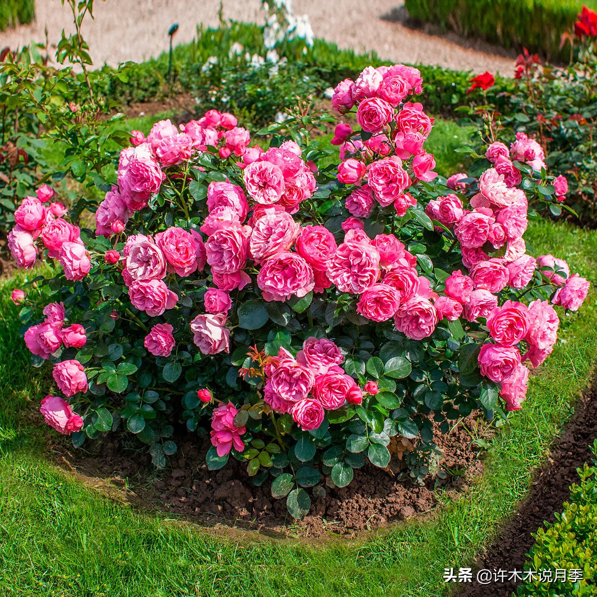 月季扦插长出愈伤组织后多久生根,如何判断月季是根瘤还是愈合组织