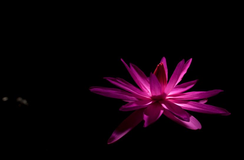 诗歌《孤独》,诗词孤独寂寞