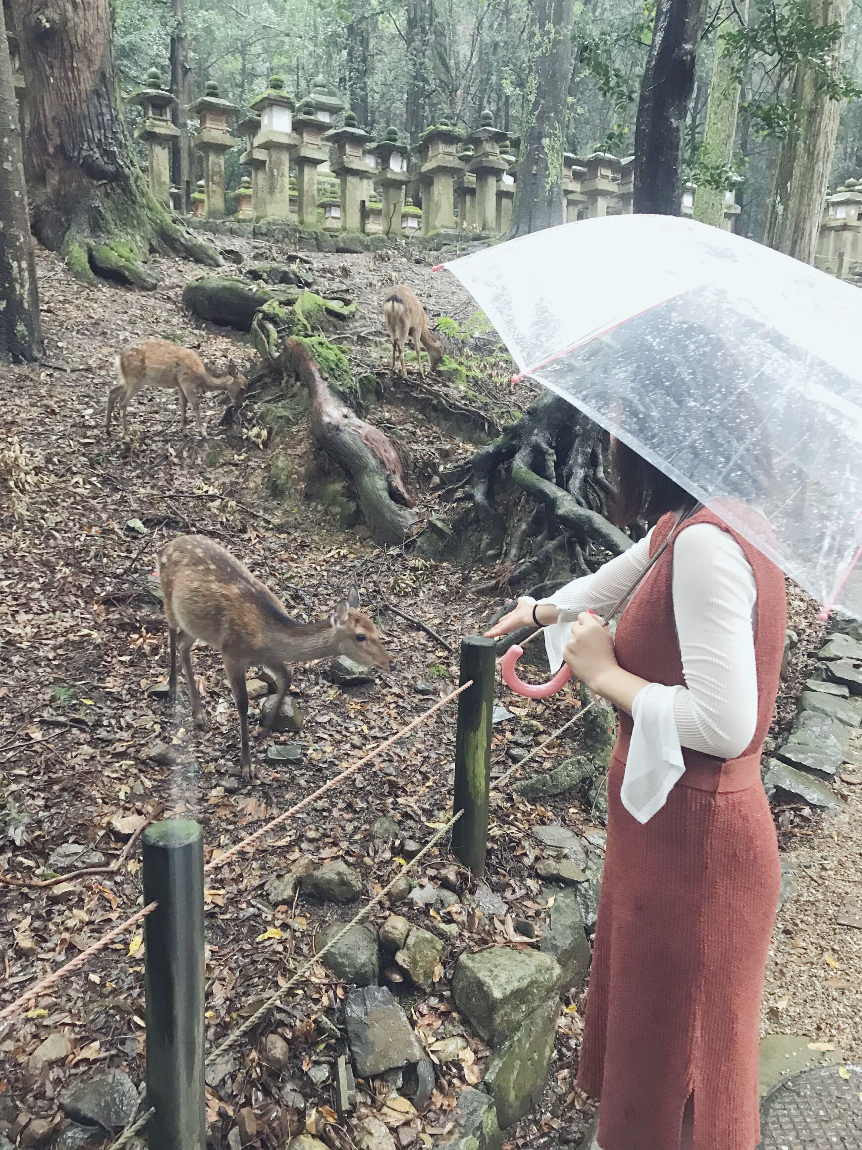日本本州七日游,日本本州游记