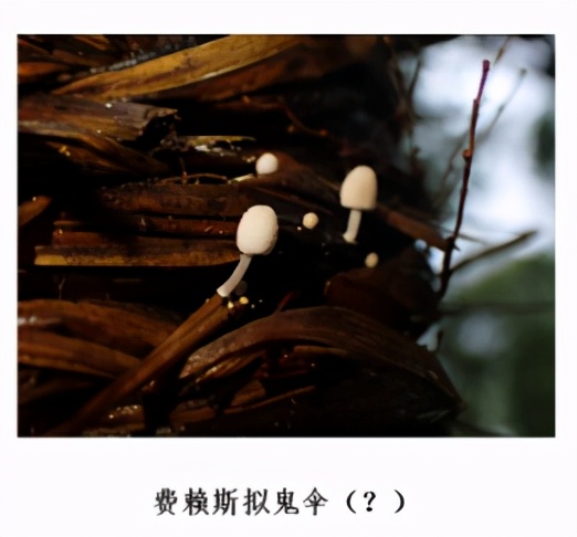 踏青摘野菜去处,野蘑菇旅游攻略