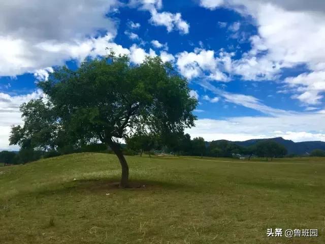 鸡翅木质感,鸡翅木真正的颜色