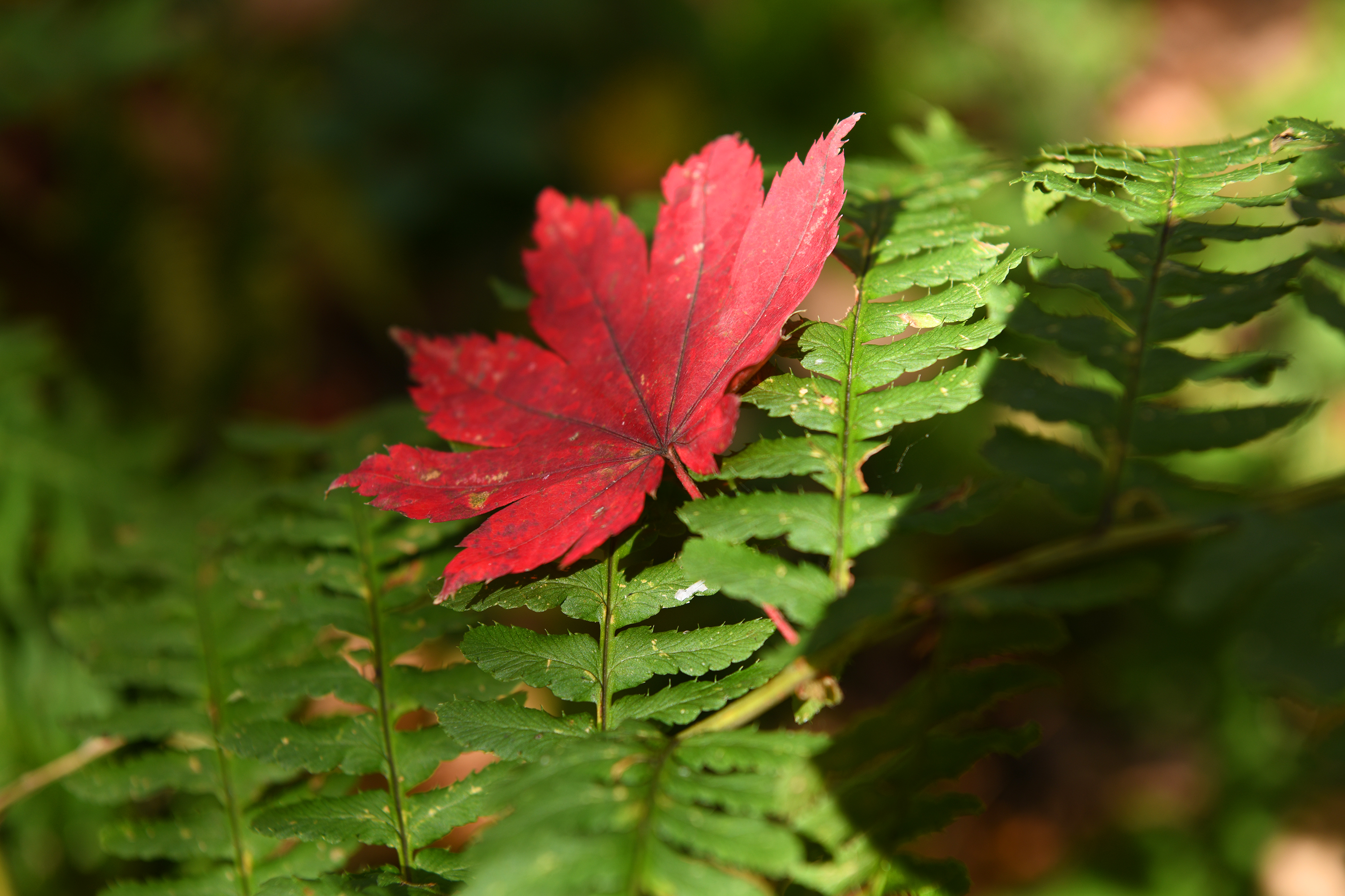 落英缤纷是落花吗,落英缤纷是叶子吗