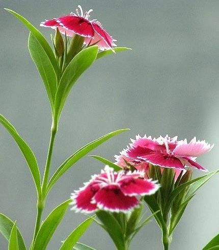 旺财旺宅小盆栽,最旺家的28种植物