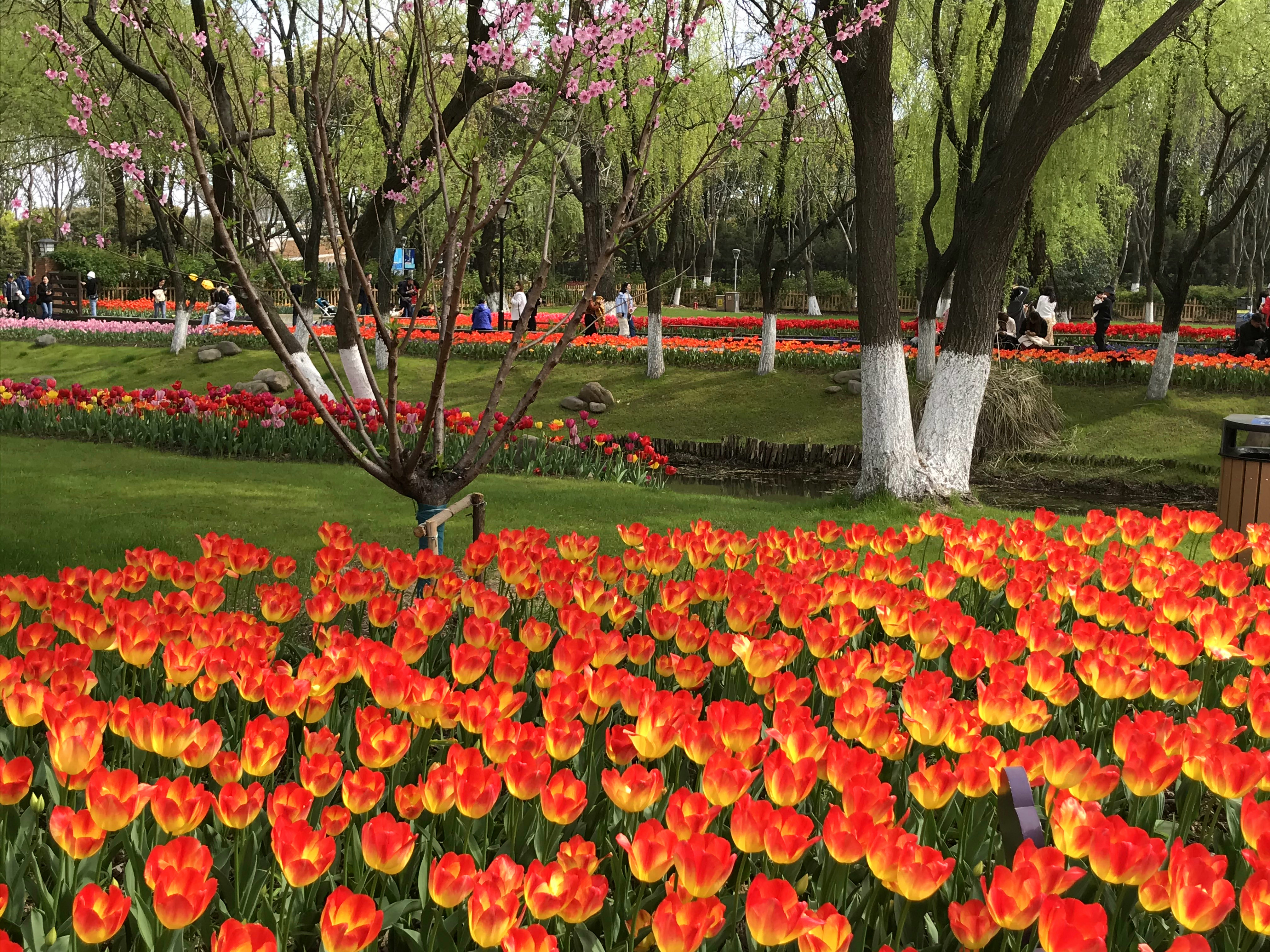 荷兰风情花园,南京绿博园的美丽