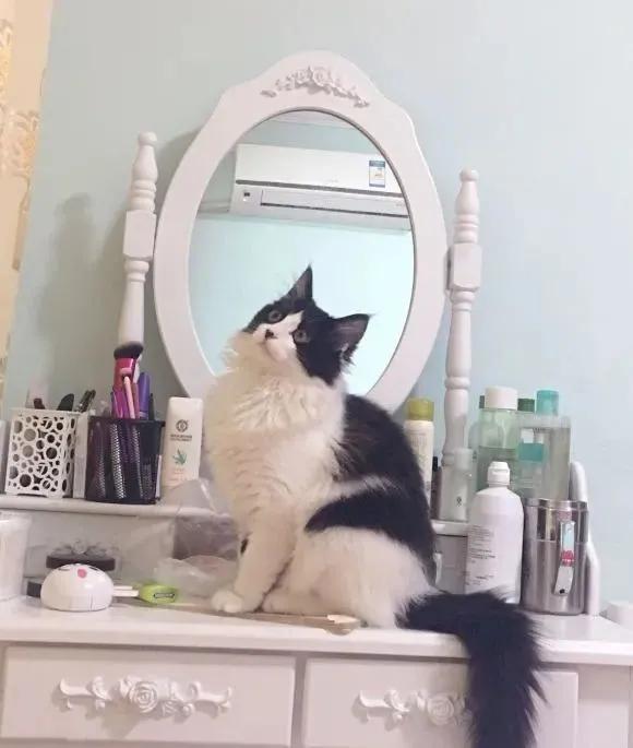 铲屎官最担心猫咪的几件事,爱玩水的猫怎么治