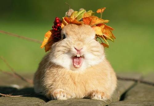 不同宠物花销大盘点原来养它才是真土豪