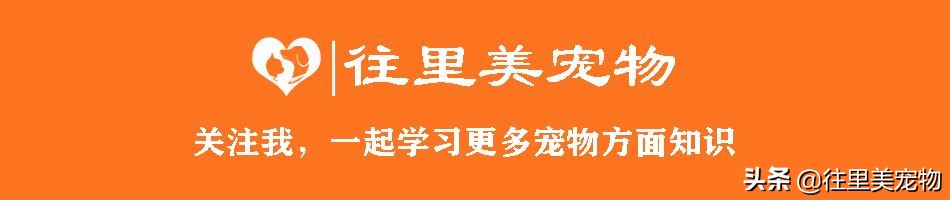 观赏鸟的饲养与疾病防治,宠物鸟有什么症状和治疗