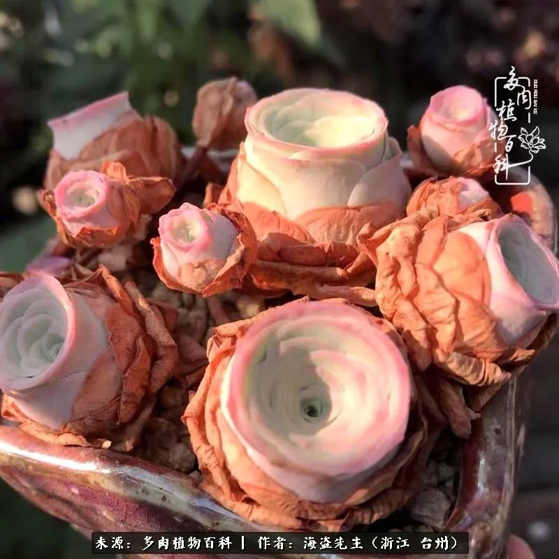 山地玫瑰养护顺口溜,山地玫瑰的养护种植注意事项视频