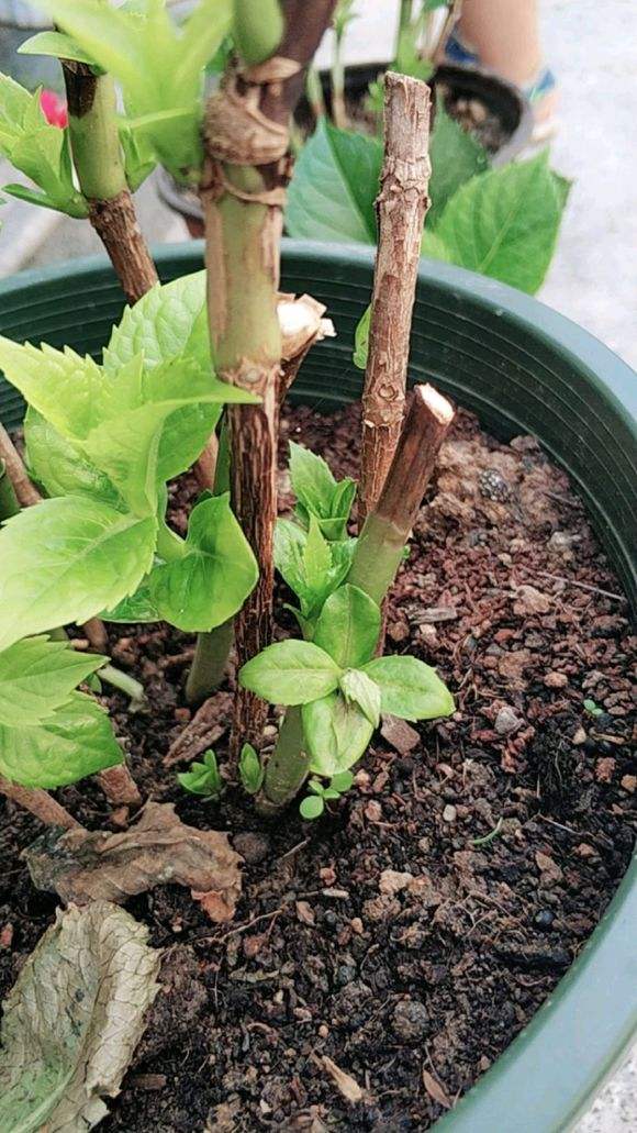 春季绣球怎么养护最好,绣球花的春天怎么养护