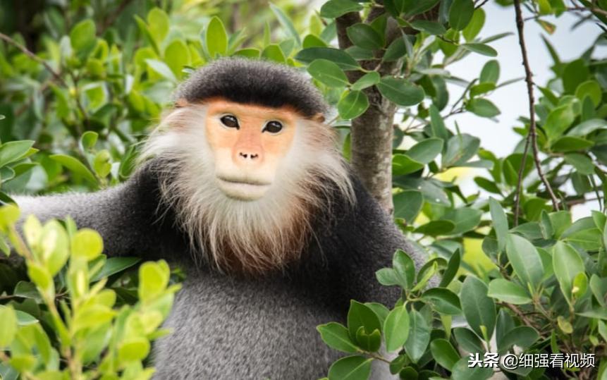 越南最美丽的地方 (越南风景最美的地方是)